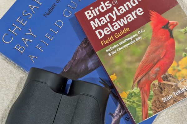 Bird watching from a window at home