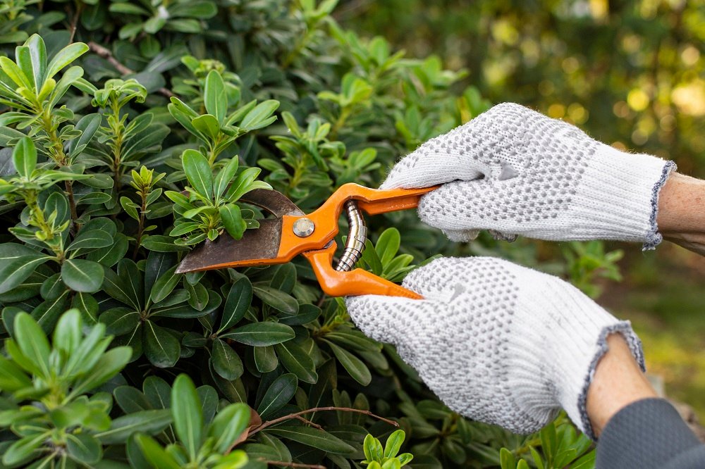 tree trimmers melbourne